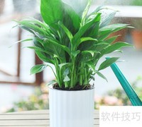 一帆风顺养护全攻略