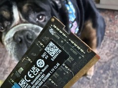 宠物啃坏6000元DDR5内存引警示：DIY装机需严防宠物损毁高价硬件
