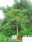 六十甲子与五行八字解析