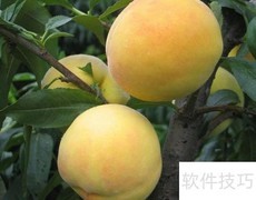上海特产精选