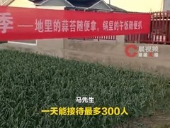 江苏徐州蒜农免费开放采摘蒜薹，两天千人采空百亩田