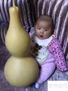 种大葫芦的秘诀