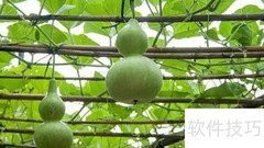 种大葫芦的秘诀