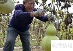 种大葫芦的秘诀
