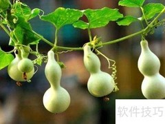 挑选葫芦的实用技巧