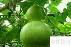 挑选葫芦的实用技巧
