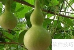 青葫芦变干葫芦的简易方法