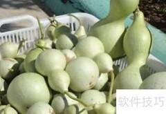 青葫芦变干葫芦的简易方法