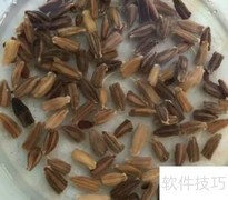 种大葫芦的秘诀
