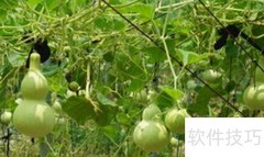 葫芦保存方法：简单几步延长存放时间