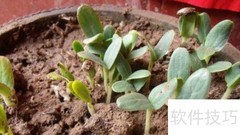 葫芦种植时间与方法