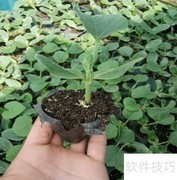 葫芦种植时间与方法