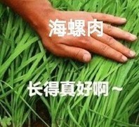 时空中的绘旅人剧情与抽卡指南