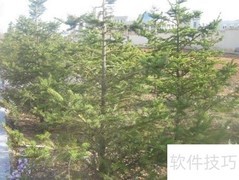 人行道绿化新方案
