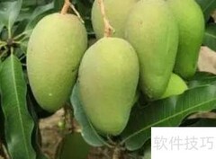 误食绿化芒果如何应对