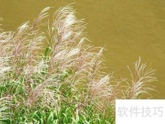 水生植物净化水质绿化环境