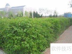 道路绿化设计技巧