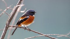 迅翼凝眸 尼康Z9+尼克尔 Z 600mm f/6.3 VR S生态摄影体验