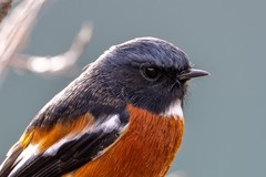 迅翼凝眸 尼康Z9+尼克尔 Z 600mm f/6.3 VR S生态摄影体验