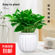 特价！含白南瓜盆的绿萝组合到手仅6.99元