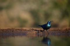 镜见湿地生灵，传递自然共生之韵