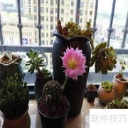山脉天际线养护全攻略