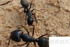 ants是什么意思？一文读懂