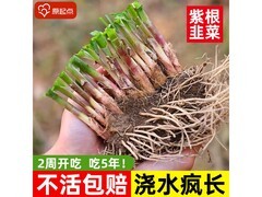 紫韭菜根100根1.9元特惠