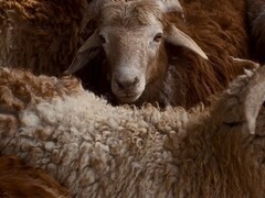 一加终止与哈苏合作，发布自研LUMO凝光影像系统