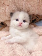 古代战争：莎莎的恶魔法队攻略