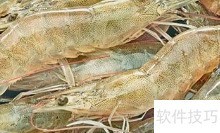 虾饲料销售技巧全解析