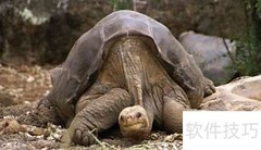 乌龟甲壳的颜色揭秘
