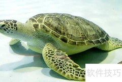 乌龟甲壳的颜色揭秘