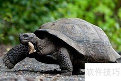 乌龟甲壳的颜色揭秘