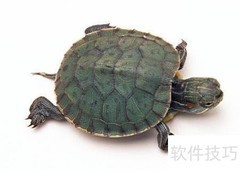 乌龟甲壳的演化之谜