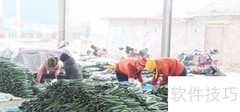 蔬菜批发进货新手指南