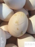 精品鸡蛋挑选指南