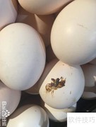 精品鸡蛋挑选指南