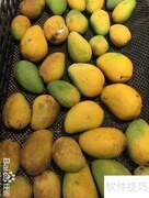 精品芒果挑选指南