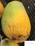精品芒果挑选指南
