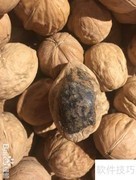 精品核桃挑选指南