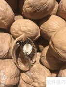 精品核桃挑选指南