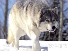 2018世界杯吉祥物及历届回顾