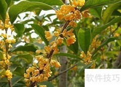 丹桂金桂银桂辨别技巧