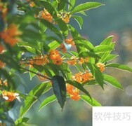 丹桂金桂银桂四季桂如何区分