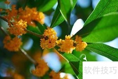 丹桂金桂银桂四季桂如何区分