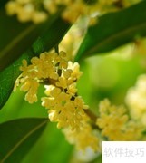 丹桂金桂银桂四季桂如何区分