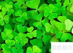 三叶草种植全攻略