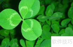 三叶草种植全攻略