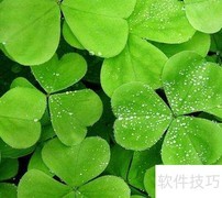 三叶草简介与图集